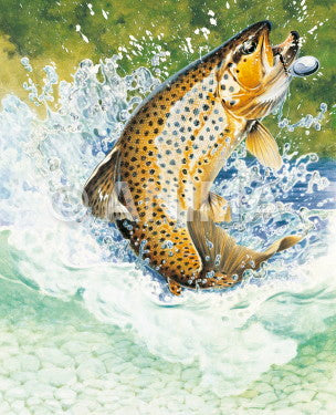 Leaping Brown Trout/Truite Fario,Salmo trutta
