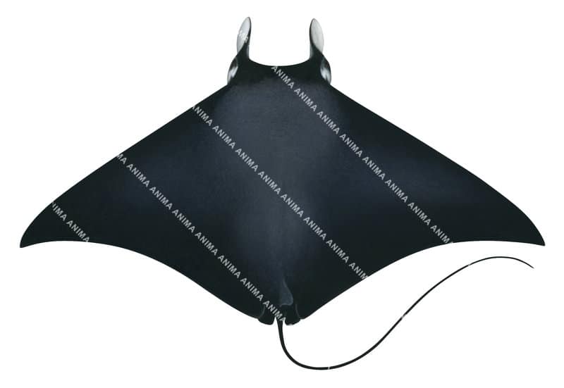 Ray illustration on white background of the Atlantic Devilray,Mobula hypostoma,dorsal view.