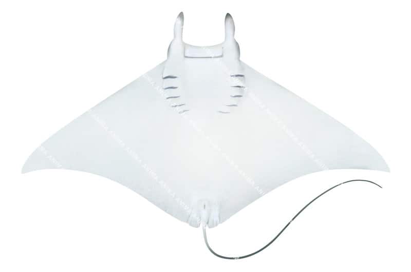 Atlantic Devilray,ventral