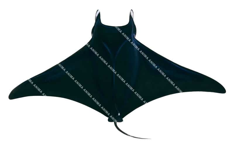 High quality scientific illustration of the Bentfin Devilray,Mobula thurstoni|High quality scientific illustration, white background.