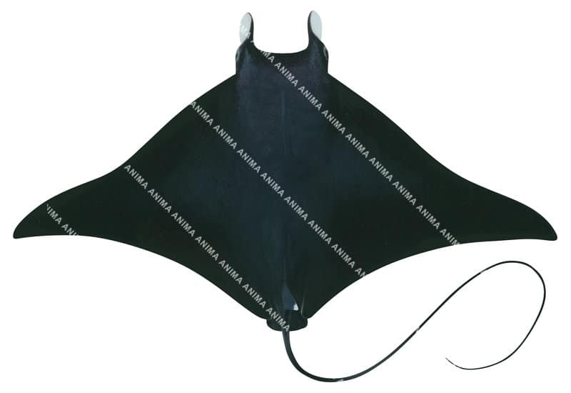 Bentfin Devilray,dorsal