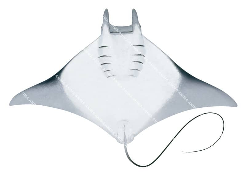 Bentfin Devilray,ventral
