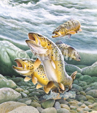 Brown Trout,Spawning/Truites Fario en fraie