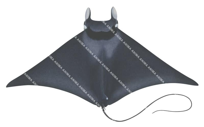 Giant Devilray,dorsal