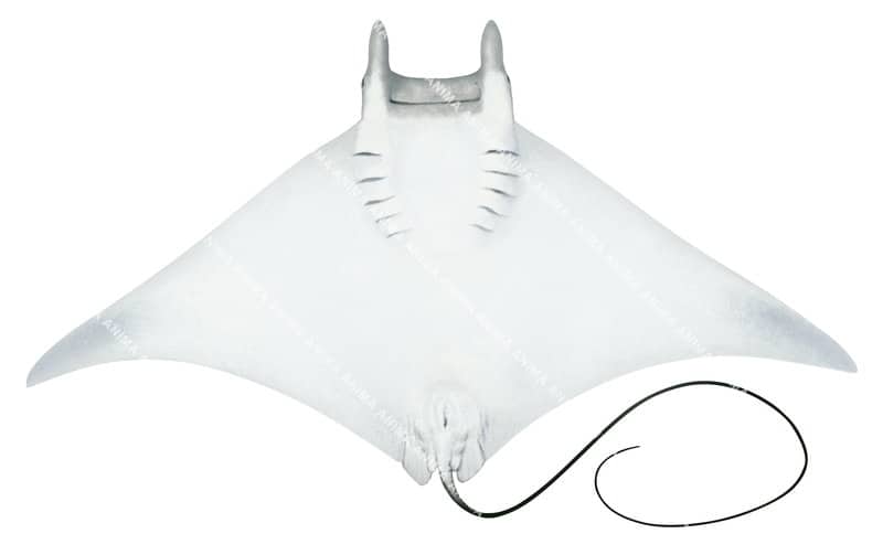 Giant Devilray,ventral