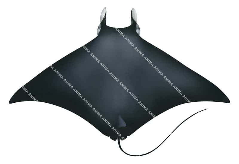 Guinean Devilray,dorsal