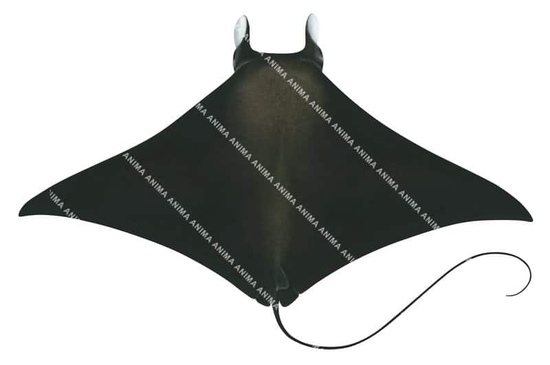 Kuhl's Devilray,dorsal