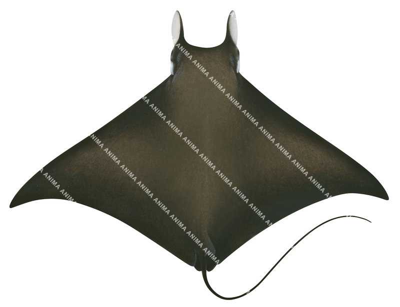 illustration of the Longhorn Devilray,dorsal view,Mobula eregoodootenkee by Roger Swainston