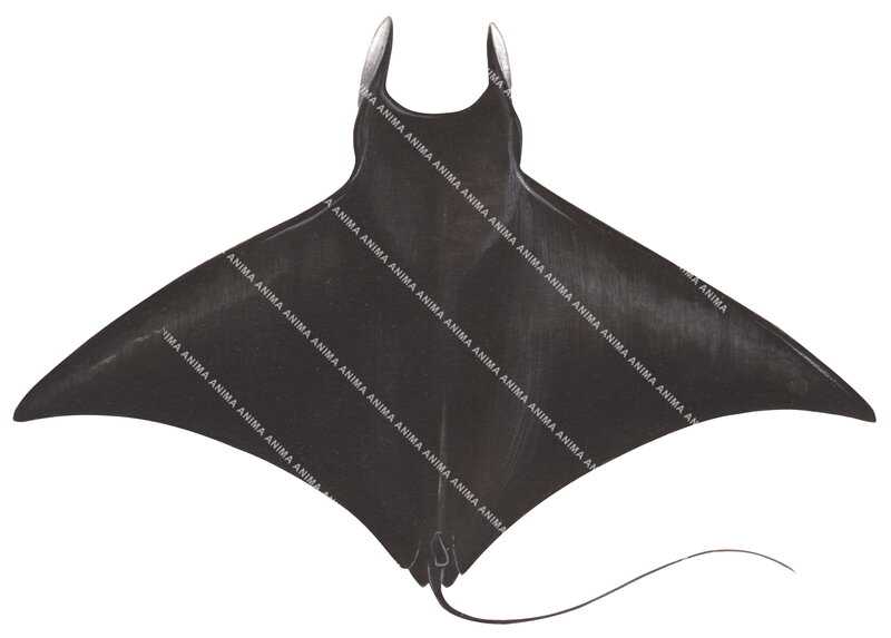 Pygmy Longhorn Devilray,dorsal