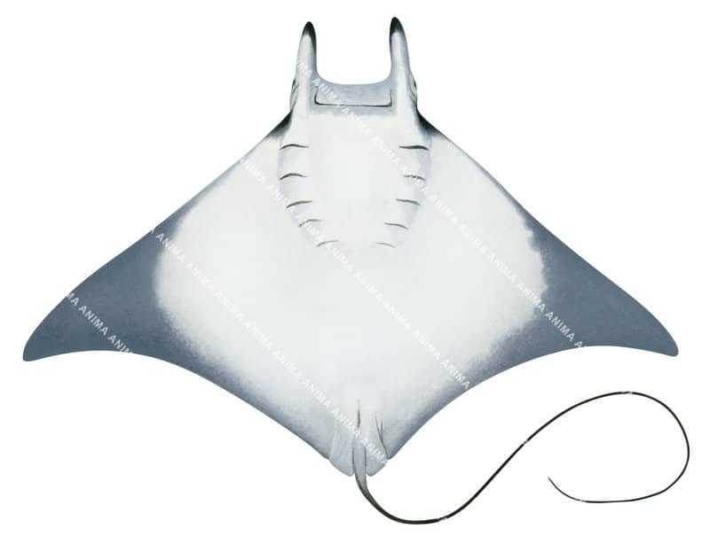 Pygmy Devilray,ventral