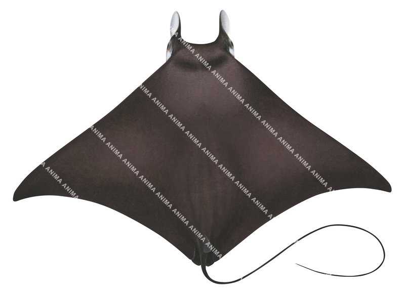 Pygmy Devilray,dorsal