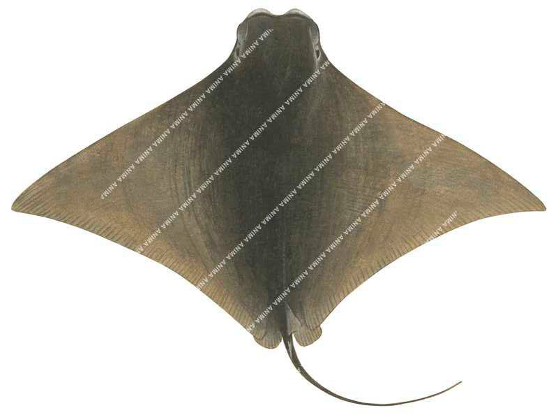 Ray illustration on white background of the Australian Cownose Ray,Rhinoptera neglecta,dorsal view, colourful.