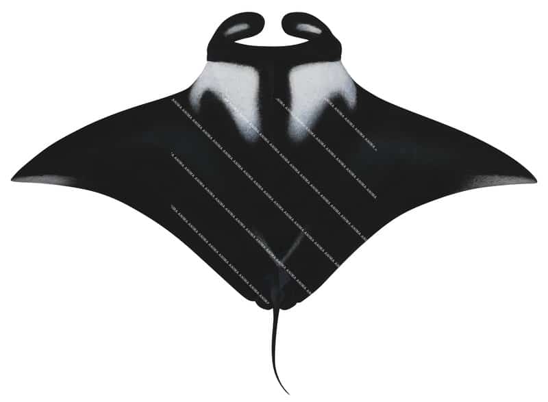 Ray illustration on white background of the Oceanic Manta Ray-6,Manta birostris,dorsal view.