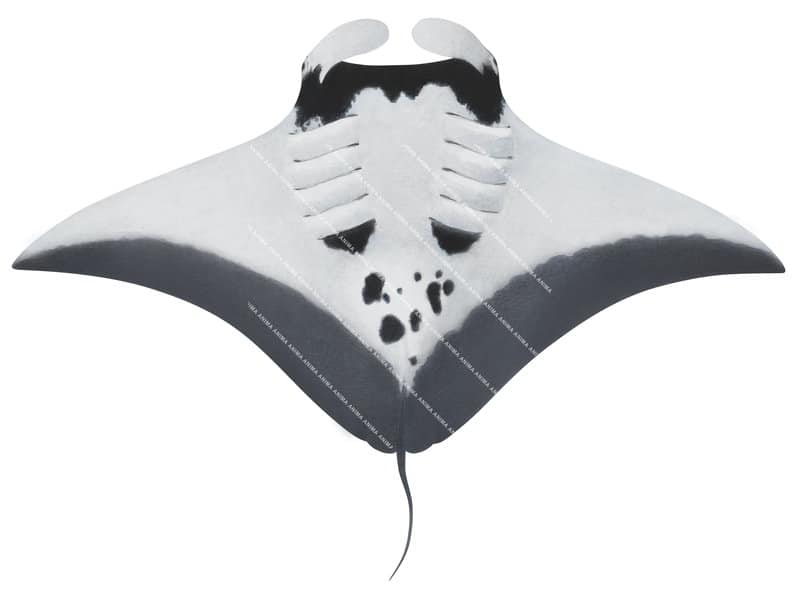 High resolution digital image of Oceanic Manta Ray,Manta birostris on white background and clipping path.