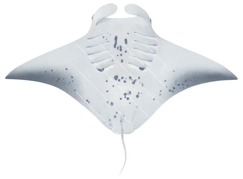 Reef Manta Ray,ventral