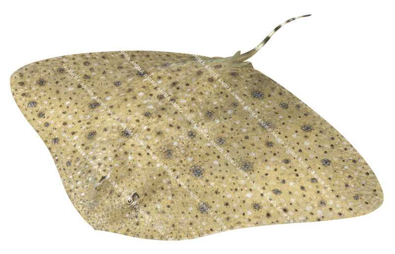 Beautiful illustration of the Australian Butterfly Ray,Gymnura australis, alive position on white background.