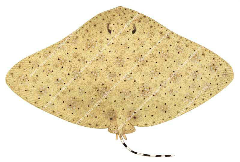 Beautiful illustration of the Australian Butterfly Ray,Gymnura australis,scientific position on white background.