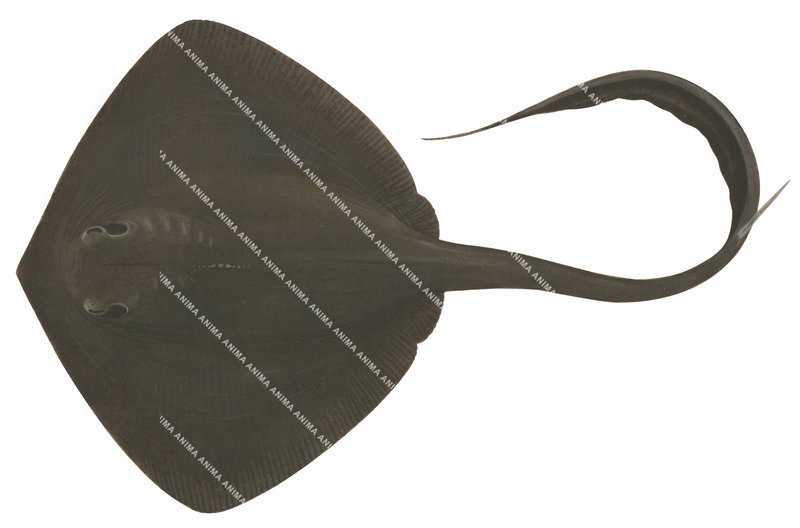 Cowtail Stingray, juvenile