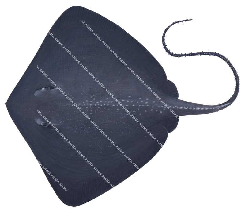 High quality accurate illustration of the Black Stingray,Dasyatis thetidis, dorsal view on white background.