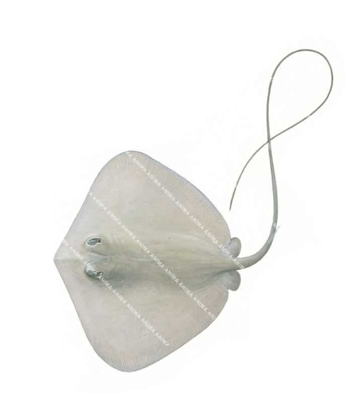 Longtailed Stingray