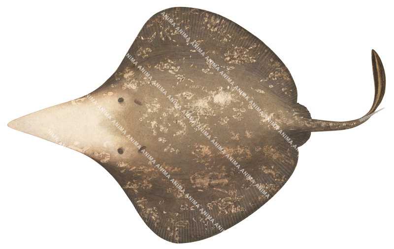 Scientific illustration of the Sixgill Stingray,Hexatrygon bickelli, dorsal view on white background.