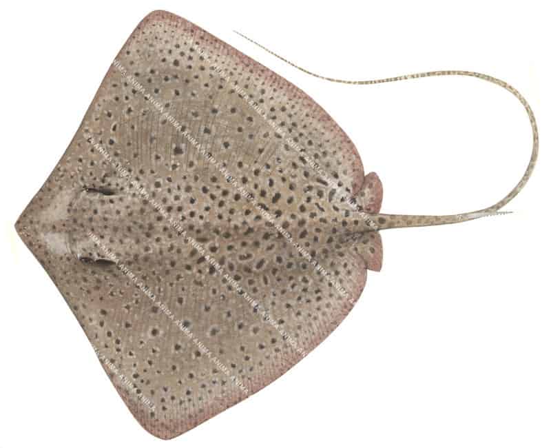 Blackspotted Whipray