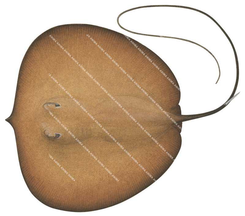 Ray illustration on white background of the Freshwater Whipray,Himantura dalyensis,dorsal view, colourful.