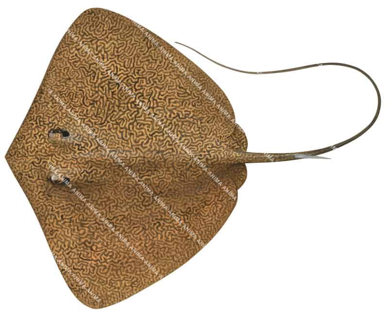 Reticulate Whipray