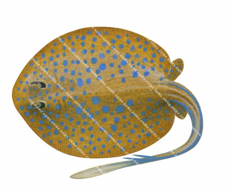 scientific illustration of the Bluespotted Fantail Ray,Taeniura lymma, dorsal view, white background, full colour.