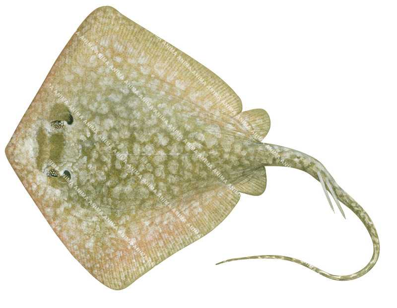 Accurate illustration of the Painted Maskray,Neotrygon leylandi on white background, colourful, realistic.