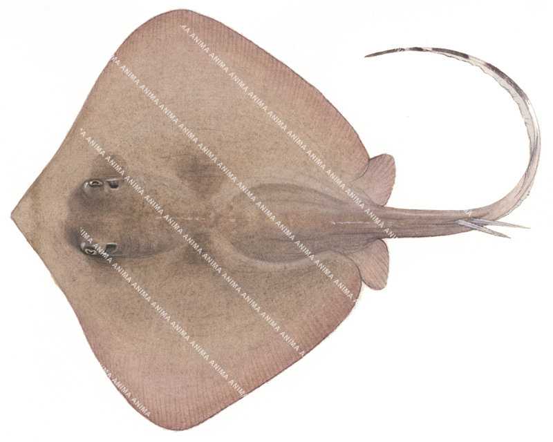 Plain Maskray