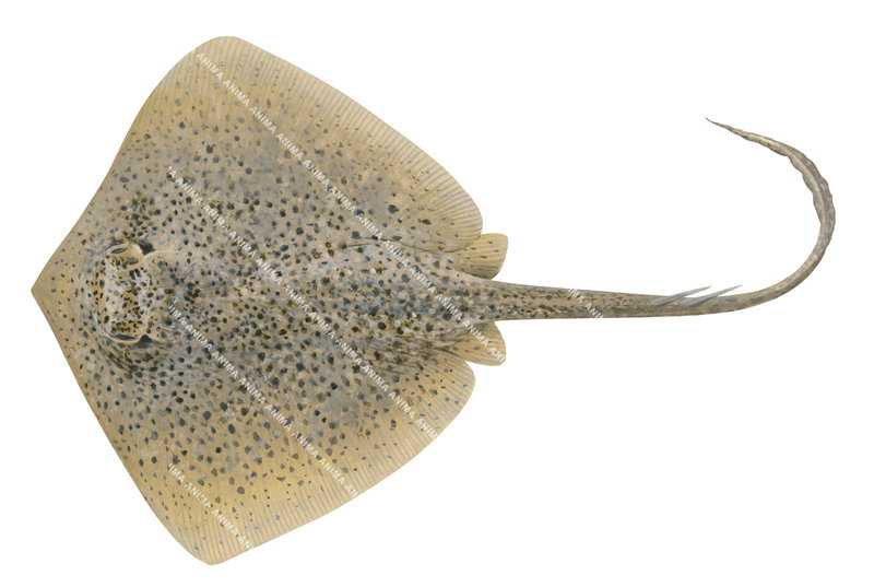 Speckled Maskray