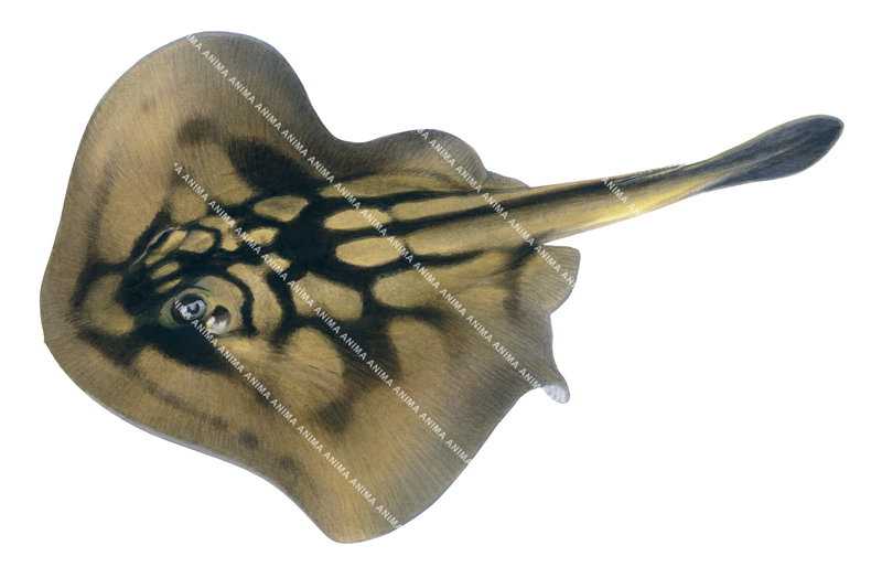 Accurate Illustration of the Banded Stingaree,Urolophus cruciatus