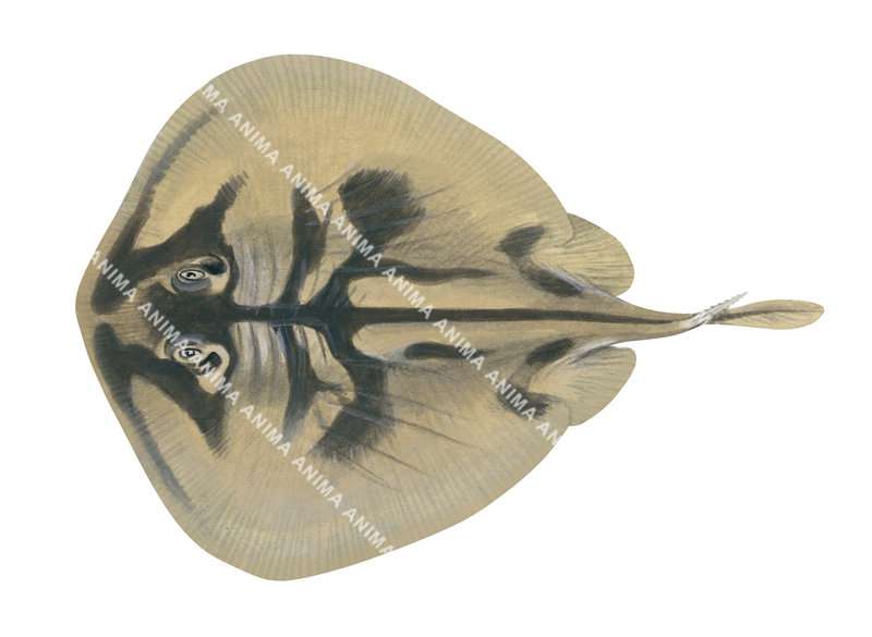 Ray illustration on white background of the Banded Stingaree,Urolophus cruciatus,dorsal view, colourful.