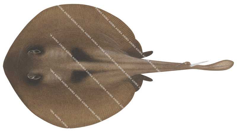 Striped Stingaree