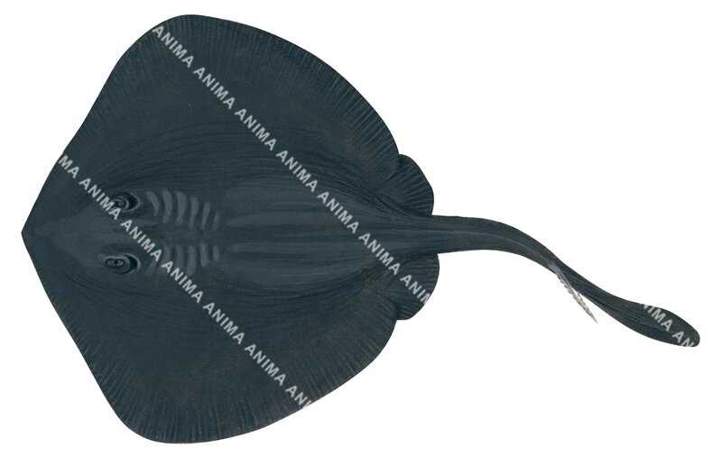 Common Stingaree-2