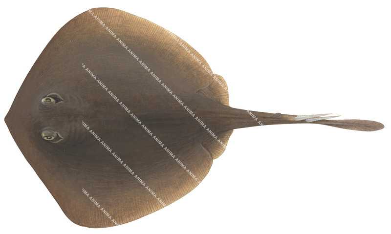 Ray illustration on white background of the Common Stingaree,Trygonoptera testacea,dorsal view, colourful.