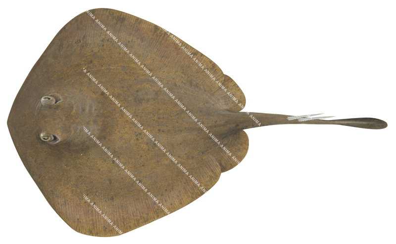 Eastern Shovelnose Stingaree