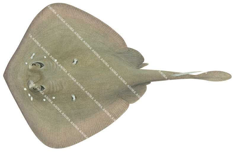 Sparsely Spotted Stingaree