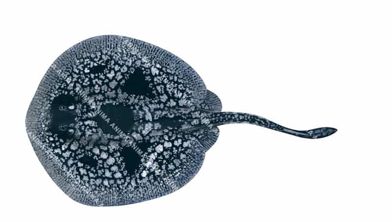 Sinclair's Stingaree