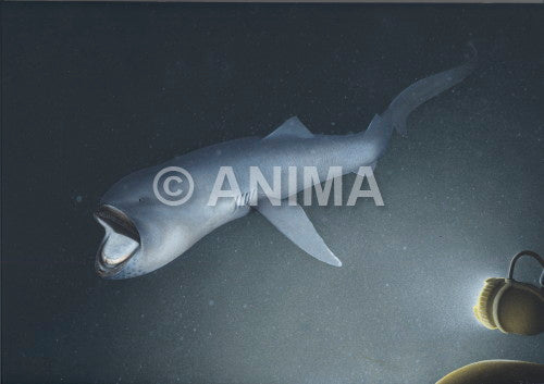 Illustration of the Megamouth Shark, Megachasma pelagios,deep sea colour background, alive position.