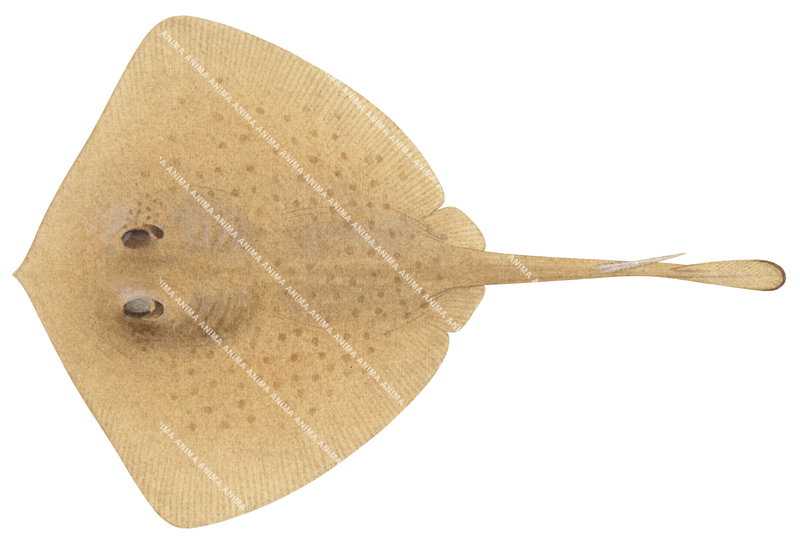 Coral Sea Stingaree,Female