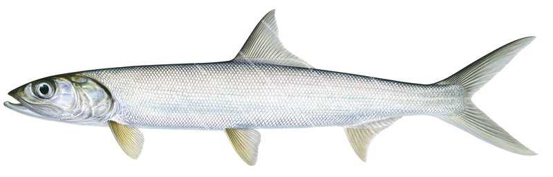 High Res fish illustration of the Giant Herring,Elops machnata, side view on white background.