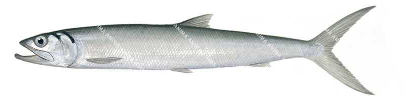 Fish illustration on white background of the Hawaiian Giant Herring,Elops hawaiensis,side view, colourful.