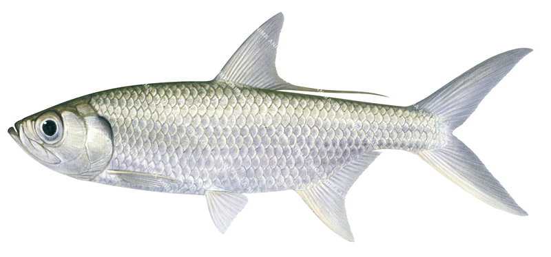 Realistic detailed illustration of the Oxeye Herring,Megalops cyprinoides, side view, white background.