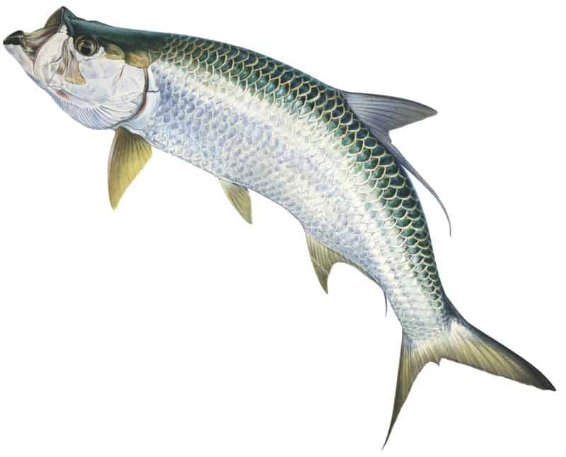 High resolution digital image of Atlantic Tarpon,Meglops atlanticus, jumping position, white background.