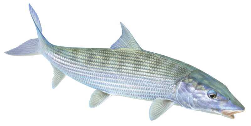 Fish illustration of the Atlantic Bonefish on white background and clipping path.