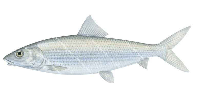 High resolution digital image of Pacific Bonefish,Albula neoguinaica on white background and clipping path