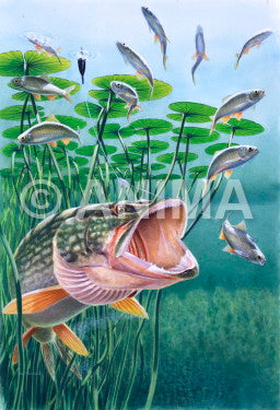 Pike/Brochet,chasing prey in water lilies