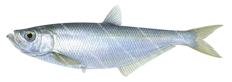 Scientific Illustration by R.Swainston of the Elongate Ilisha,Ilisha elongata